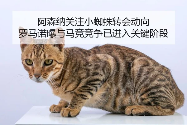 阿森纳关注小蜘蛛转会动向 罗马诺曝与马竞竞争已进入关键阶段